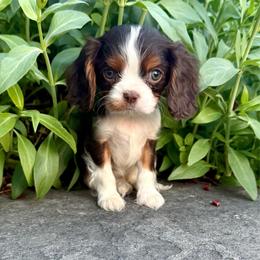 Mocha - Chocolate female Cavalier King Charles Spaniel puppy in Draper, Utah from Peaks Pups & Cavachon Love Chocolate Cavaliers, Cavaliers, Cavachon’s, Cavapoos & Havanese