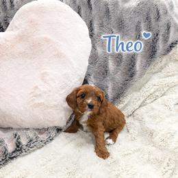 Theo - Apricot male Cavapoo puppy in Calumet, Oklahoma from H&H Cavapoos
