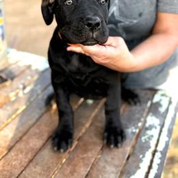 Girl 2 - Black female Cane Corso puppy in Granbury, Texas from Revolutions Kennel