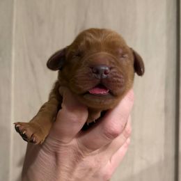 Steve - Dark golden male Golden Retriever puppy in Henagar, Alabama from Shupe’s Sweet Southern Goldens
