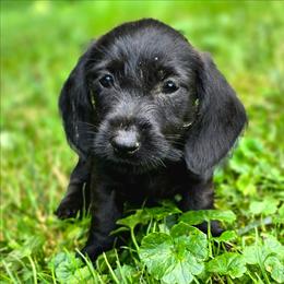 Sirius - Black male Dachshund puppy in Lebanon, Ohio from Golden Acres Dachshunds