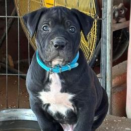 Blue Collar - Black male Perro de Presa Canario puppy in Pocahontas, Illinois from Cabeza Grande Kennel