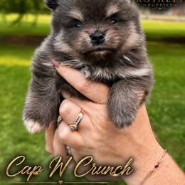 Cap'n Crunch - Blue and tan male Pomeranian puppy in New Oxford, Pennsylvania from J&T French Bulldog & Pomeranian Palacio