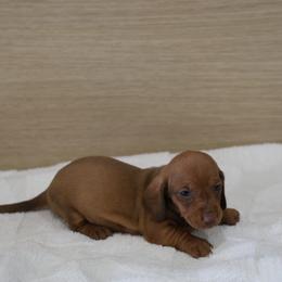 Dixie - Fawn (isabella) and tan female Dachshund puppy in Jurupa Valley, California from Divine Doxies