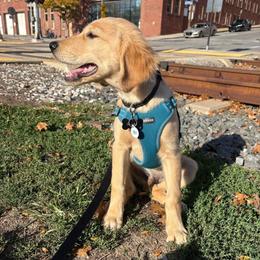 Goose boy 3 - Golden male Golden Retriever puppy in Saginaw, Michigan from Precious Kennel Retrievers
