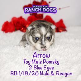 Arrow - Wolf sable male Pomsky puppy in Humeston, Iowa from M.A.R. Dogs