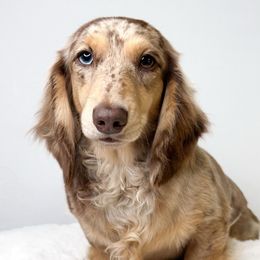 Ulani - Dachshund