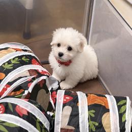 Coco - White female Coton de Tulear puppy in Warrenton, Virginia from Four Lochs LLC