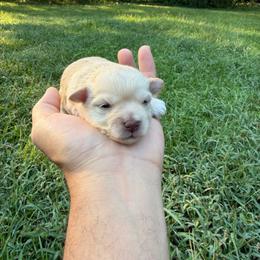 Baby Ruth - Wheaten female Miniature Schnauzer puppy in Clover, South Carolina from Bobo’s Babies Kennels