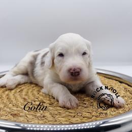 Colin Bridgerton - Blue merle and white male Sheepadoodle puppy in Edmond, Oklahoma from Rock N Roll Doodles
