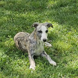 Hawk - Fawn brindle Whippet puppy in Lenoir City, Tennessee from Equiss Whippets