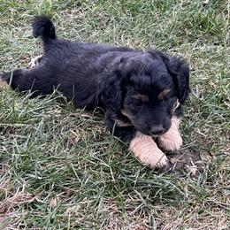 Golden Aussiedoodle and Goldendoodle Puppies from Wild Rose Tiny Poodles & Doodles