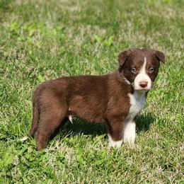 Boy 1 Teal Collar - White and red male Border Collie puppy in Shelbyville, Tennessee from C Horns Ranch Border Collies