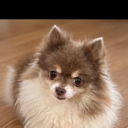 Iris - Lavender female Pomeranian puppy in Buck Valley, Pennsylvania from Buck Valley Pomeranians