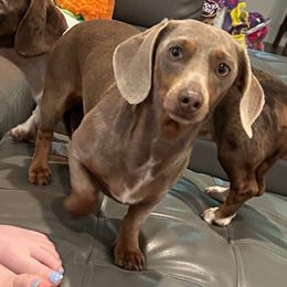 Zoe - Dachshund