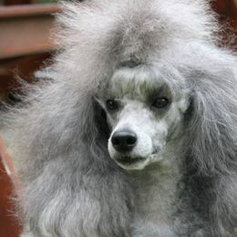 Poodles from Cabryn Poodles