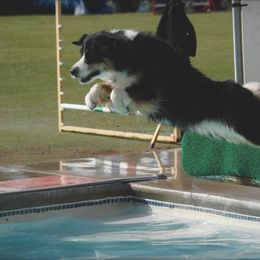 Miniature American Shepherd Puppies from Abington Miniature American Shepherds
