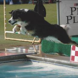 Miniature American Shepherd Puppies from Abington Miniature American Shepherds