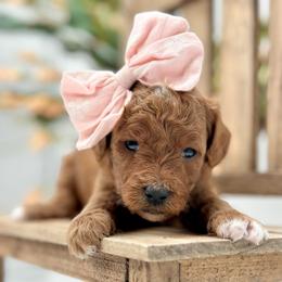 Lily - Red  female Goldendoodle puppy in Queen Creek, Arizona from Goldendoodle AZ