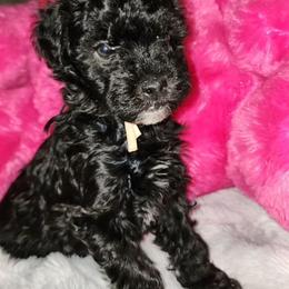 Maltipoo puppies from J Designer Puppies