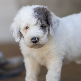 Dill - White Sheepadoodle puppy in Charleston & Kershaw, South Carolina from Atlas Harrold-Moore Sheepadoodles, LLC   (AHMS)