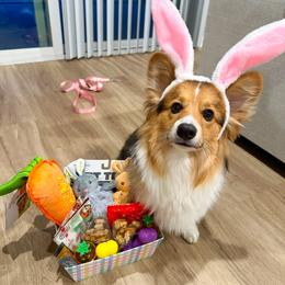 Pembroke Welsh Corgi All Grown Up from Han Dynasty Corgis