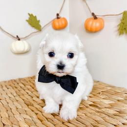 Cash - White male Maltese puppy in Morehead, Kentucky from Paw Perfect Pets