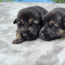 German Shepherd Puppies from Levesques German Shepherds