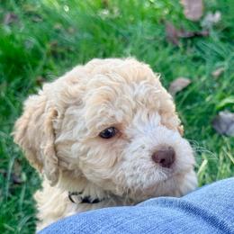 Water Lily (White collar) - Orange female Lagotto Romagnolo puppy in Ashland, Ohio from SS Australian Shepherds