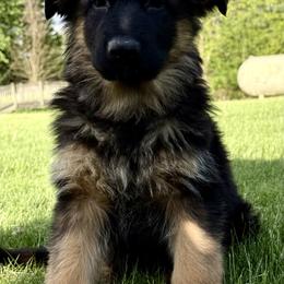 Remy - Black and red female German Shepherd puppy in Johnstown, Ohio from Vom Haus Neufus