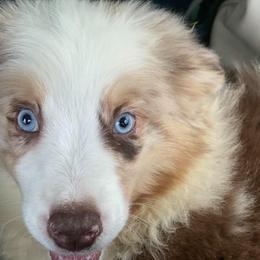 Australian Shepherd Puppies from Muddy Paw Aussies