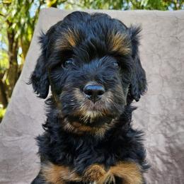 Pumpkin - Phantom Assorted Doodle Crosses puppy in Rainier, Oregon from Seven Petals Farm