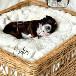 Australian Labradoodle, Bernedoodle, and Cavapoo Puppies from The Poodle Co. Raising Doodles & Poodles