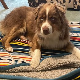 Concho - Miniature Australian Shepherd