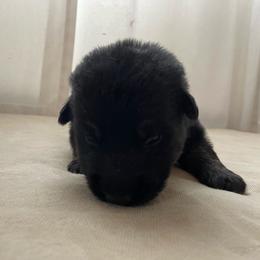 Yellow Boy - Black and tan male German Shepherd puppy in Wayne, Maine from Copper Hill German Shepherds