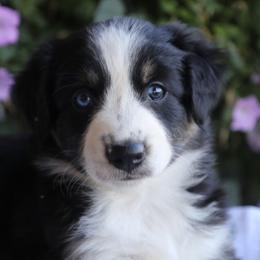 Girl 2 - Black tri-color female Australian Shepherd puppy in Hillsboro, Ohio from Sugar Grove Farms