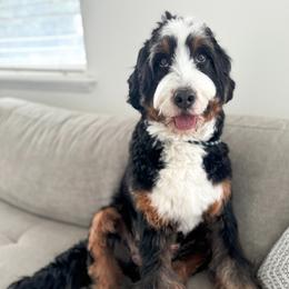 Bernedoodle, Goldendoodle, Poodle, and Sheepadoodle All Grown Up from Dapper Doodles