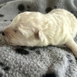 Baby boy - White male Poodle puppy in Rockvale, Tennessee from Cosmic Chinese Cresteds & Wind-Echo Poodles