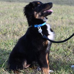 Australian Shepherds from Rockin B Australian Shepherds