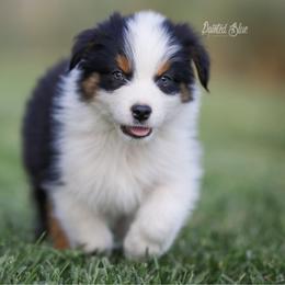 Zion - Black tri-color male Australian Shepherd puppy in Herriman, Utah from Painted Blue Aussies