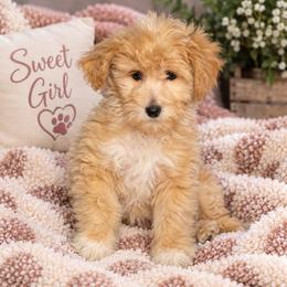 Hestia - Apricot female Goldendoodle puppy in Milton, Florida from Sutton Place Doodles