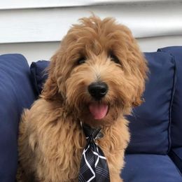 Stevie - Goldendoodle