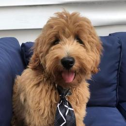 Stevie - Goldendoodle