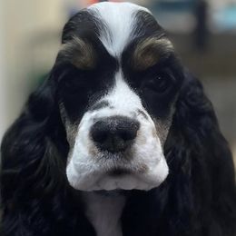 Girl 1 - Black white and tan Cocker Spaniel puppy in El Paso, Texas from Lakota Cockers