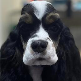 Girl 1 - Black white and tan Cocker Spaniel puppy in El Paso, Texas from Lakota Cockers