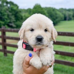 Stripes - Light golden female Golden Retriever puppy in Fair Play, South Carolina from Down South Goldens