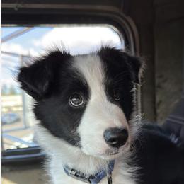 Border Collie Puppies from Cahill’s Canines