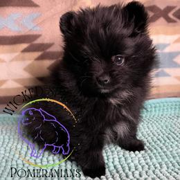 AKC PATIENCE - Black female Pomeranian puppy in Watkins Glen, New York from Wicked Spirits Pomeranians