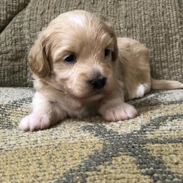 Mr. White Collar - Cream male Maltipoo puppy in Springtown, Texas from North Texas Puppies