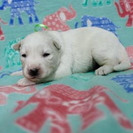 Isko - White male Siberian Husky puppy in Lunenburg, Vermont from SNOW WOOLY HUSKY